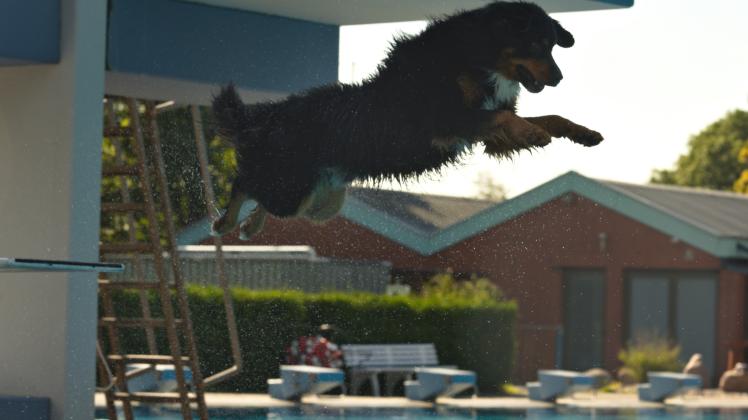 Hunde-Badetag, Theo, Berner Senn/Hovawart, springt vom Einer, Kellinghusen, Freibad, 15.9.2023