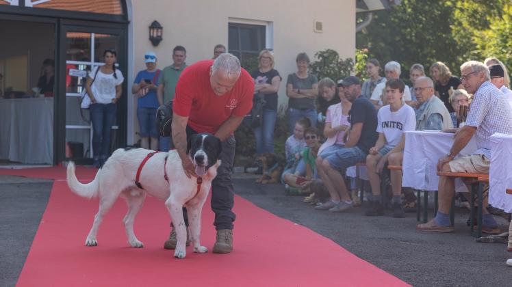 Auf dem Jubiläumsfest des „Gut Aiderbichl Osnabrück - Tierschutzhof Krevinghausen“, wurden den Besuchern auch einige, noch zu vermittelnde Hunde vorgestellt.
