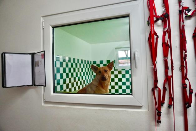 Zahlreiche Hunde und Katzen warten auf dem Tierschutzhof Krevinghausen auf ein neues Zuhause. Interessierte Besucher können Hunde ausführen oder sie einfach erstmal durch’s Fenster beobachten. Zu jedem Hund gibt es eine Klapp-Kladde mit Infos zur Rasse, dem Einzugsdatum, Charaktereigenschaften etc.
