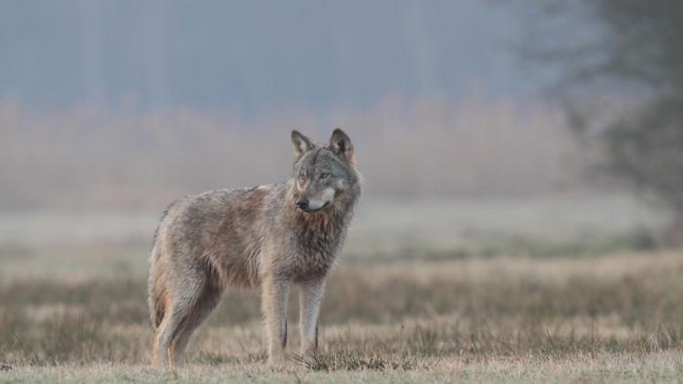 Oberbayern: Wolf GW2425m soll sterben