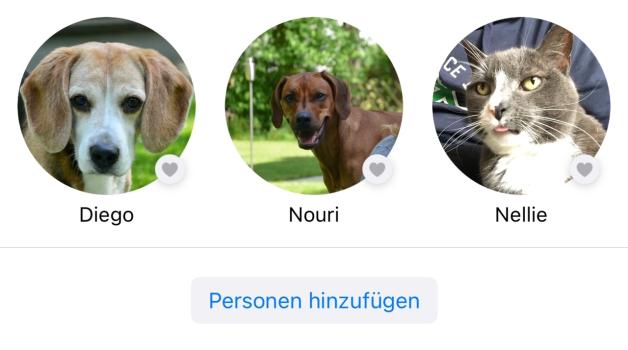 iOS 17 erkennt Hunde und Katzen und sortiert sie in eigene Ordner.