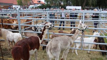 Im Rahmen der Völkerverständigung trifft hier eine Delegation der Lamas auf die Fraktion der Ziegen.