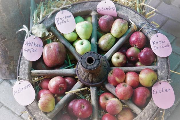 Beim Kerßenbrocker Apfelfest steht die beliebte Frucht vom Baum im Mittelpunkt.