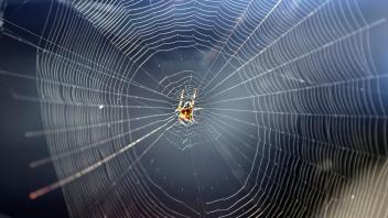 Gartenkreuzspinne in ihrem Radnetz