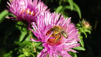 Späte Stauden für Insekten – die Blütenpracht geht in die Verlängerung