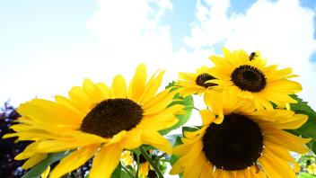 Sonnenblumen vor Wolkenhimmel