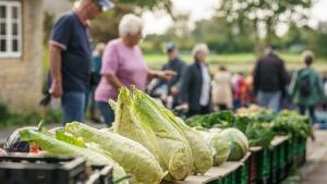 Bauernmarkt in Schwabstedt. Bei strahlendem Sonnenschein kamen zahlreiche Besucher ins kleine Schwabstedt, um nach Obst, Gemüse, Handwerk oder Trödel zu schauen. Frisch geernteter Spitzkohl. - 23.09..2023 - Foto Marcus Dewanger