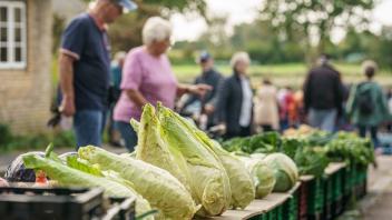 Bauernmarkt in Schwabstedt. Bei strahlendem Sonnenschein kamen zahlreiche Besucher ins kleine Schwabstedt, um nach Obst, Gemüse, Handwerk oder Trödel zu schauen. Frisch geernteter Spitzkohl. - 23.09..2023 - Foto Marcus Dewanger