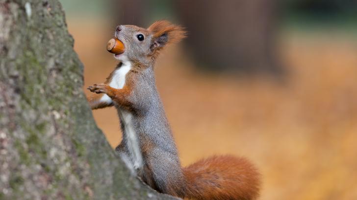 Eichhörnchen haben scharfe Schneidezähne zum Knacken von Nüssen. 