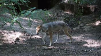 Tiere gerissen: Region Hannover gibt Wolf zum Abschuss frei