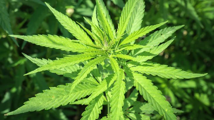 Marijuana  plants  at  outdoor  -  cannabis  farm  field xkwx marijuana,  cannabis,  plant,  flower,