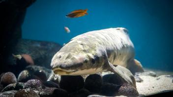 Ältester Lungenfisch der Welt in einem Aquarium