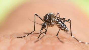 Schutz vor Mücken und Zecken immer wichtiger