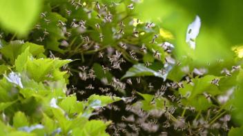 Bienenschwarm
