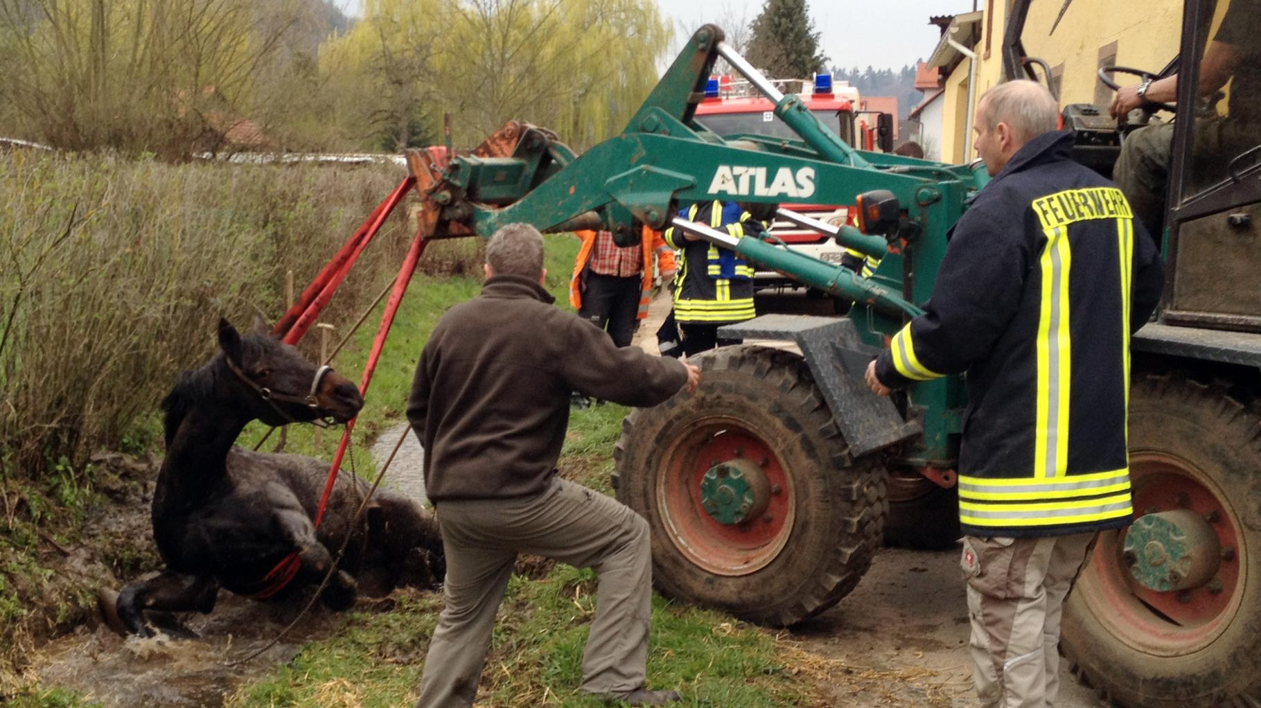 Feuerwehr und Helfer retten Pferd aus Graben in Parkentin