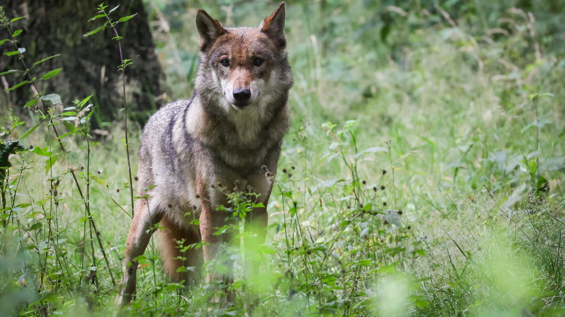Wolf im neuen Landesjagdgesetz MV - doch es bleibt schwierig