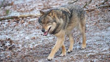 Europaeischer Grauwolf in Aktion Wolf *** European gray wolf in action wolf