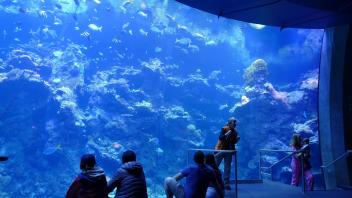 Steinhart Aquarium