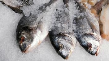 The Dorado fish on a ice background Copyright: xRuslanxOlinchukx/xDesignxPicsx , 30517201 PUBLICATIONxINxGERxSUIxAUTxONL