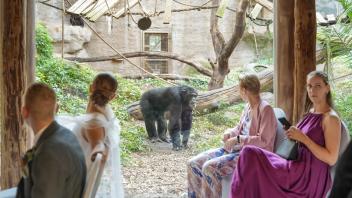 Dieser Schimpanse scheint mit prüfendem Blick die Hochzeitsgesellschaft zu beobachten. 