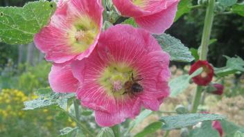 Stockrose