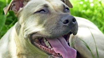 American Staffordshire Terrier