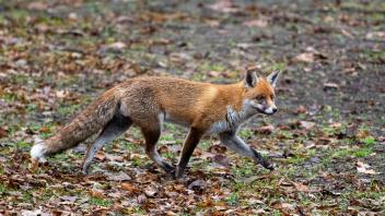 Fuchs