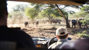 Büffel und Breitmaulnashörner auf einer Safari