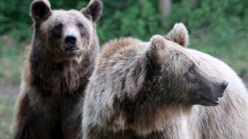 Zwei Braunbären aus der Ukraine im Bärenwald Müritz
