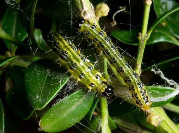 Buchsbaumznsler zerstrt Garten: Drei Alternativen zum Buchsbaum