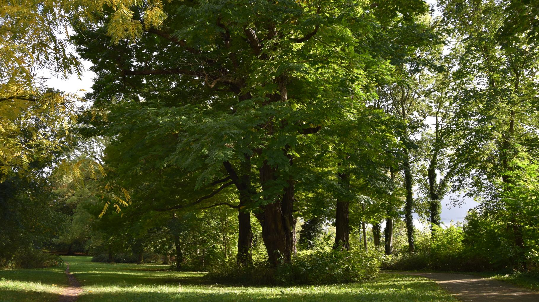 Rostocker Naturdenkmal fault: Wie die Stadt die Baumgruppe retten will