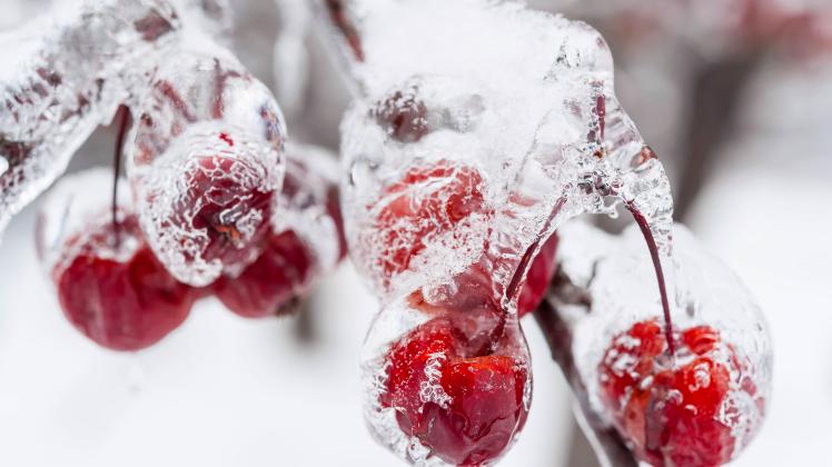 MiniObstbäume So überstehen sie den Winter NOZ