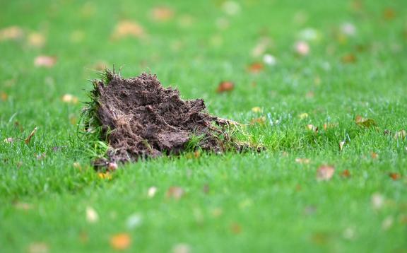 TuS Bersenbrück: Die Schönsten Bilder Vom Heimsieg Gegen STK Eilvese | NOZ