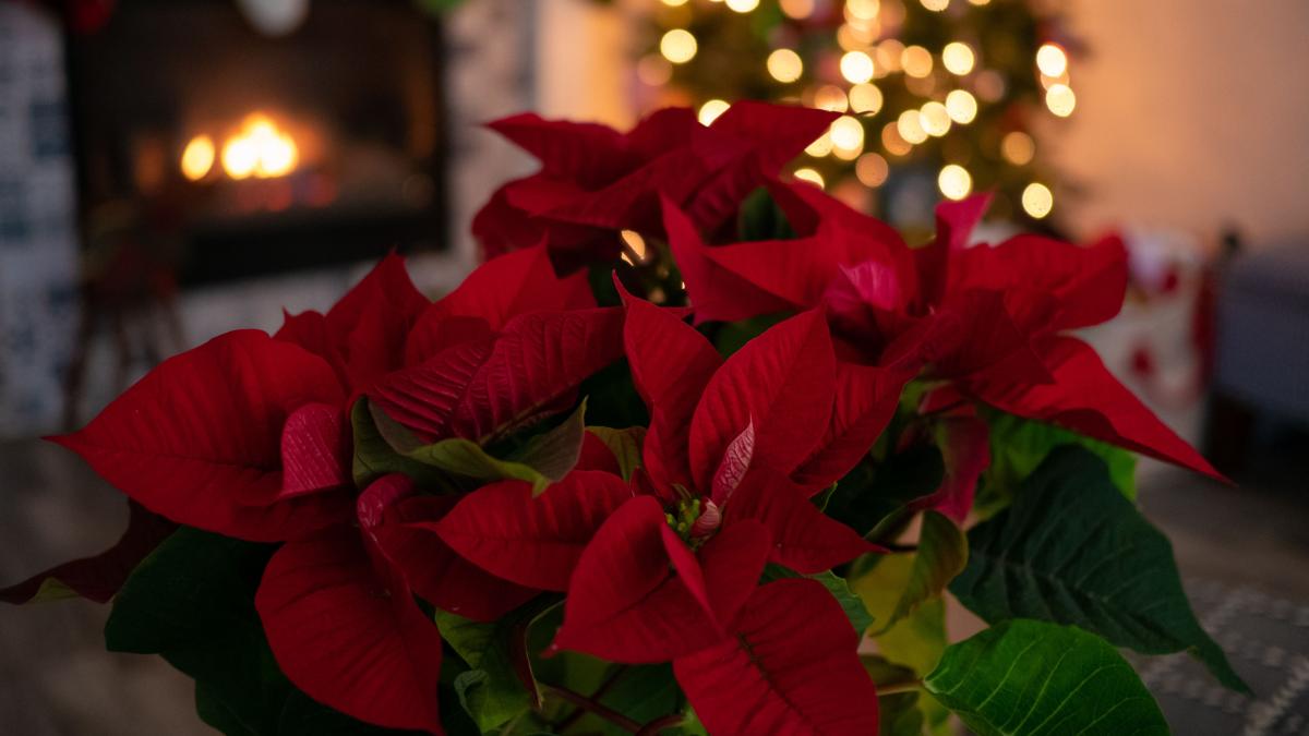 Weihnachtssterne: Vier Tipps zur Pflege der Pflanze