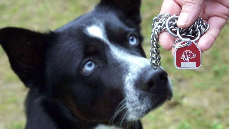 Hundesteuer In Ganderkesee Soll Kräftig Steigen Dko 