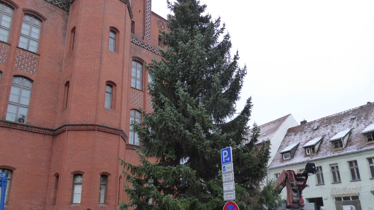 Auf Perlebergs Großem Markt steht der Weihnachtsbaum 2024 | SVZ