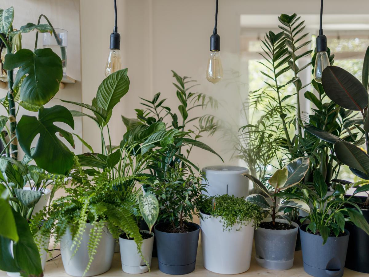 kirschblütenzweig künstlich Künstlicher Zweig Kirschblüte weiß – Sisi Living main image 0