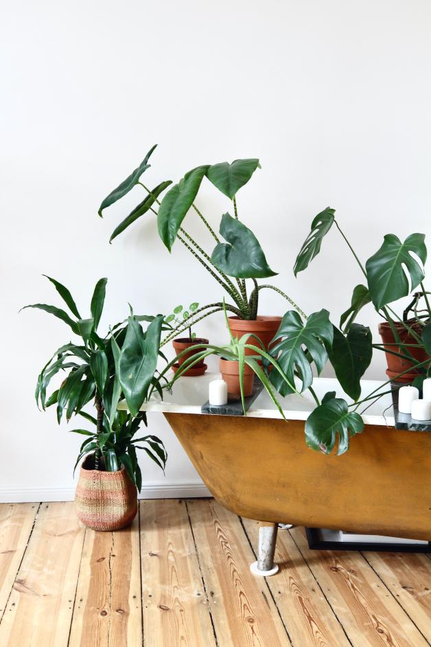 Trend Urban Jungle: Warum finden junge Leute Zimmerpflanzen gut?