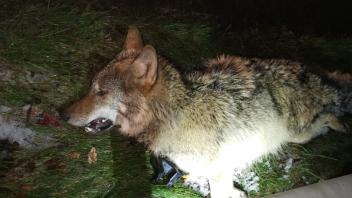 Im Herbst 2023 verendete diese junge Wolfsfähe nach einem Unfall auf der B70 in Haren. Nun ereignete sich auf der Bundesstraße in Westoverledingen ein ähnlicher Vorfall.