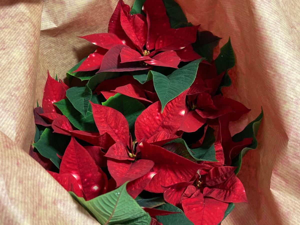 Beliebteste Pflanze Weihnachtszeit so berlebt Weihnachtsstern