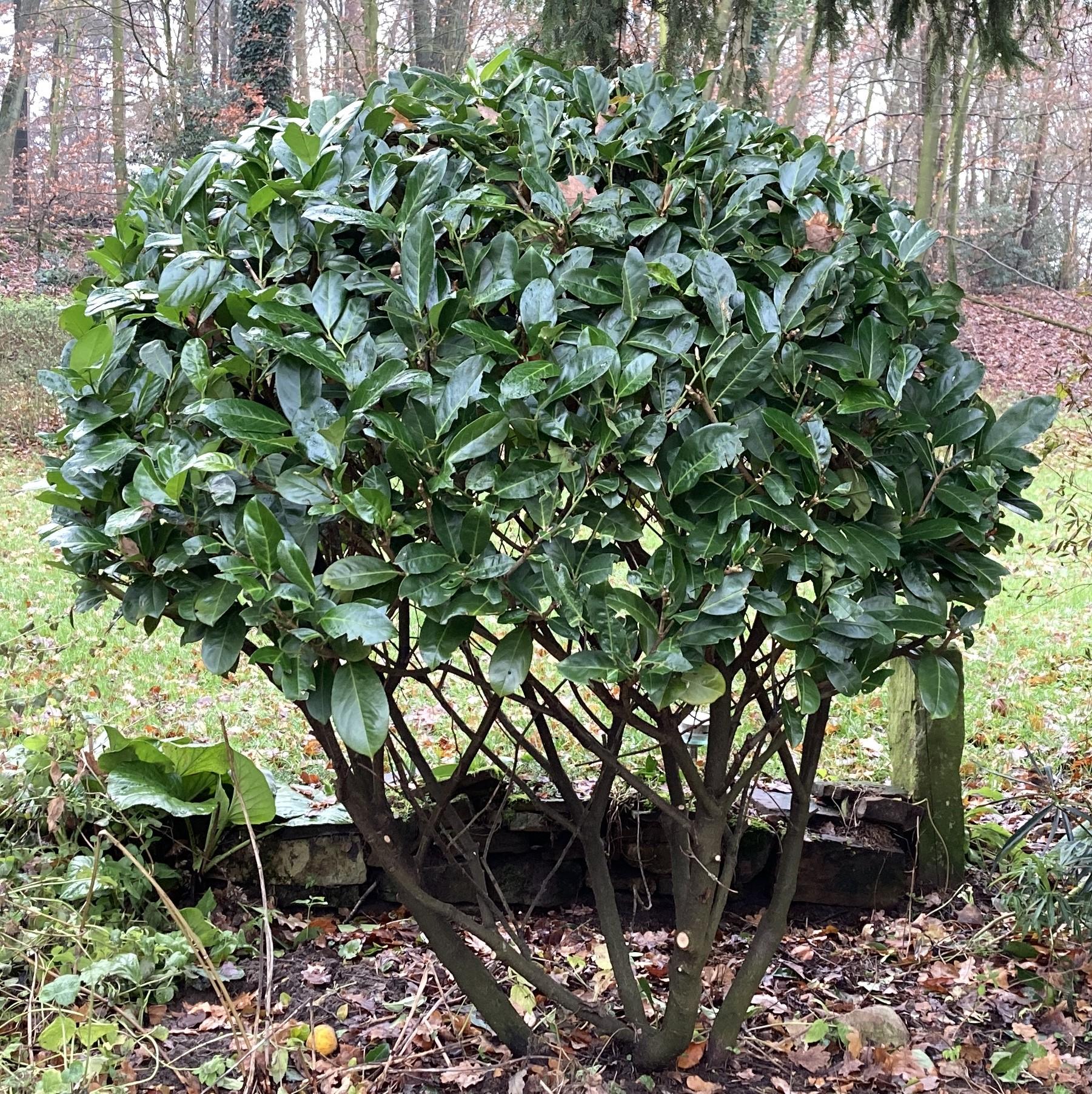 marginata tree Dracaena Marginata Tricolor | Care Guide and Pro Tips - Delivery from  Toronto across Canada