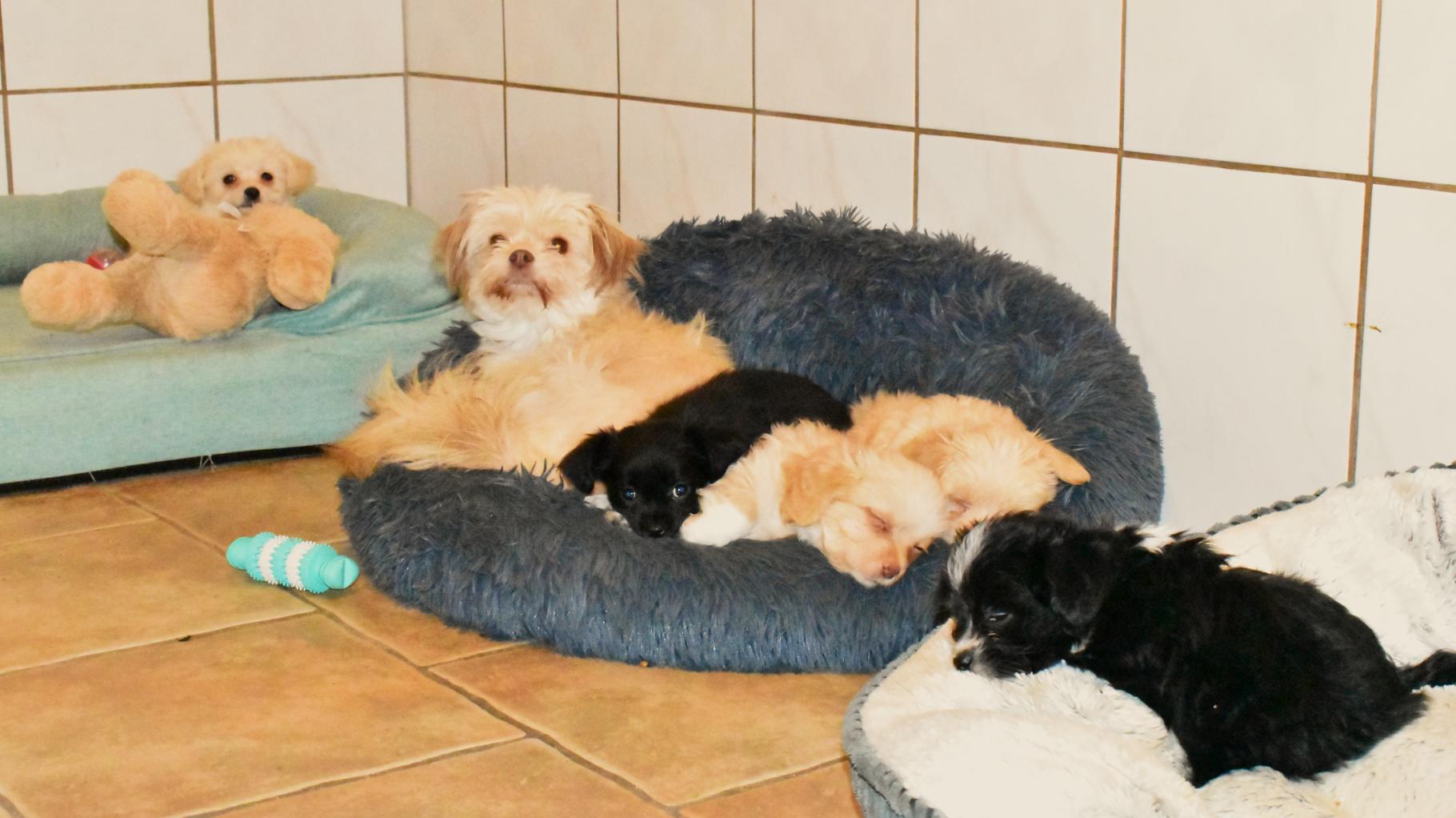 Aus Verwahrlosung gerettete Hunde in Laage suchen neues Zuhause