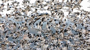 Flying Snow Geese (Anser caerulescens)