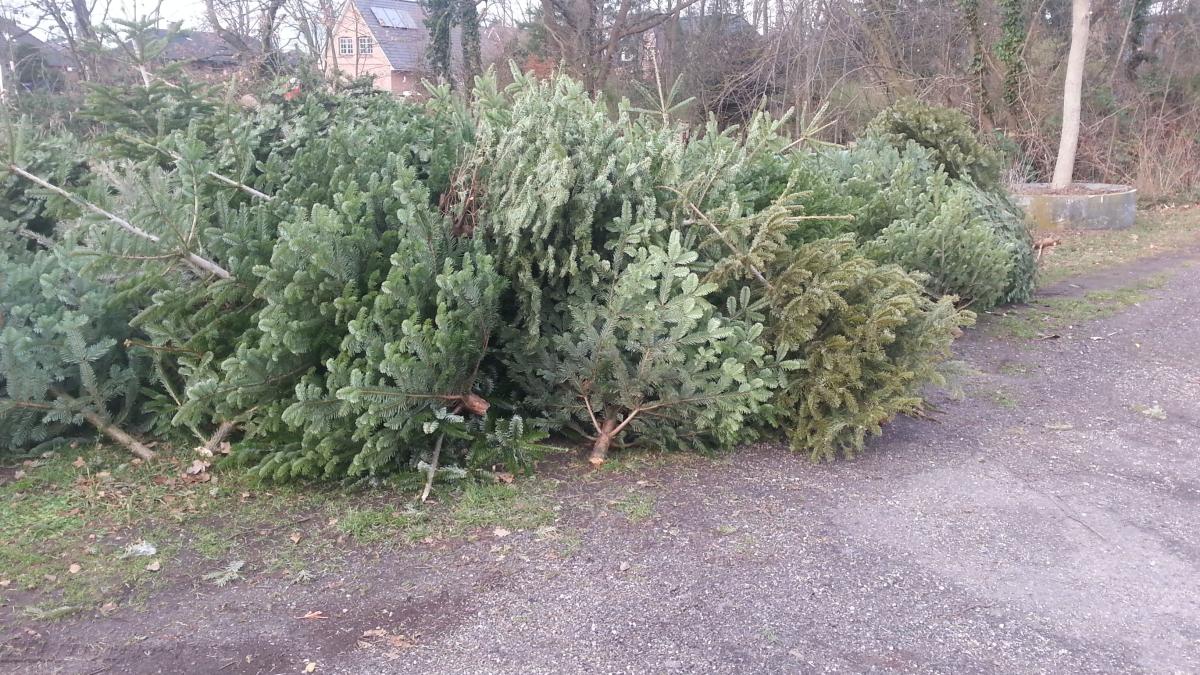 Wann und wo im Kreis Pinneberg die Tannenbäume abgeholt werden SHZ