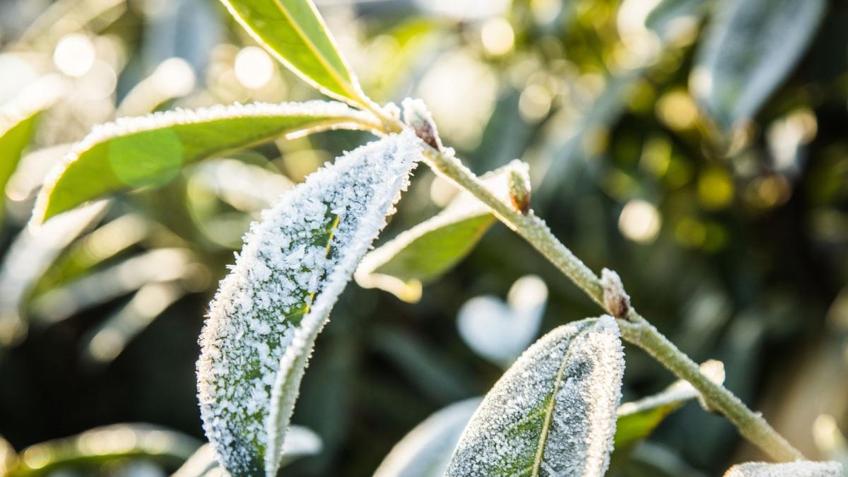 Kirschlorbeer muss auch im Winter gepflegt werden