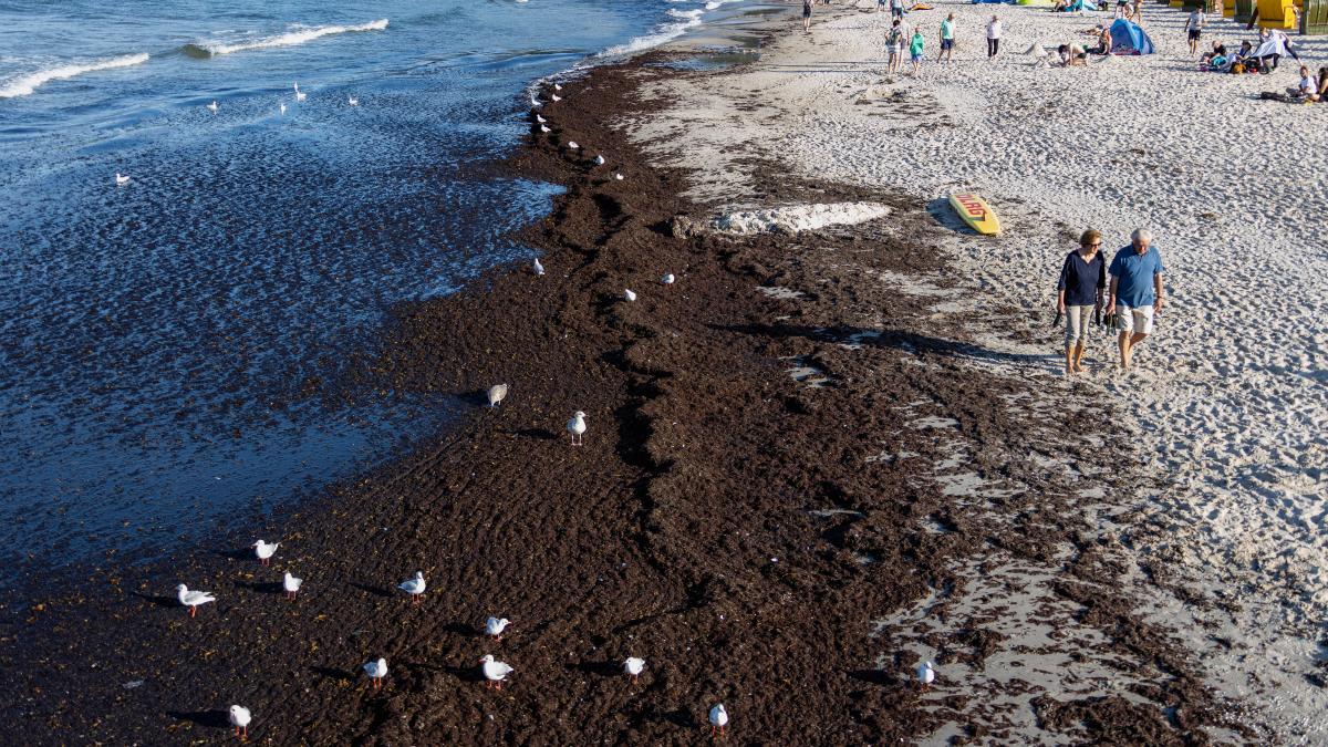 Folgen des Klimawandels: Warum sich Nord- und Ostsee verdunkeln