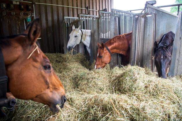 Landwirtschaft im Osnabrücker Nordkreis: Diese Betriebe gibt es | NOZ