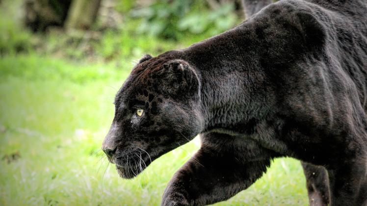 Sind Panther Leoparden Oder Jaguare Sind Panther Leoparden Oder Jaguare