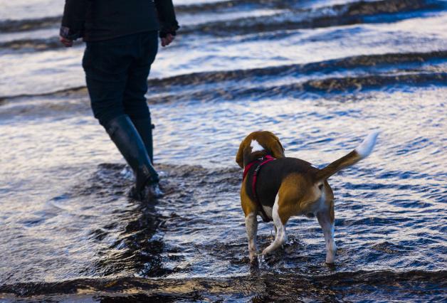 Acht Anzeichen: So Zeigt Ein Hund Seinem Besitzer Seine Liebe 