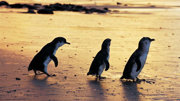 Klimawandel Regt Australiens Pinguine Zum Sex An Noz